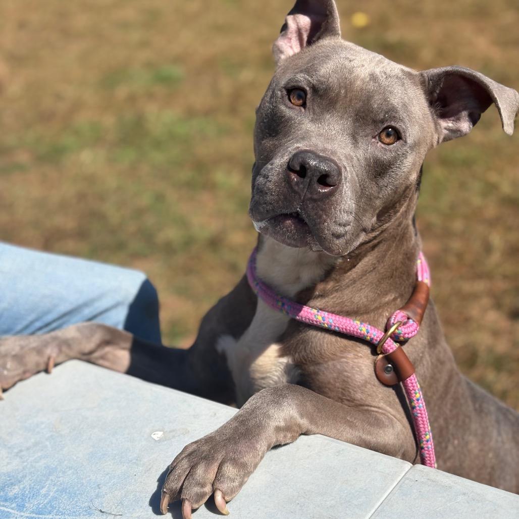Rubik's Cube, Adoptable, Adult Male Pit Bull Terrier.