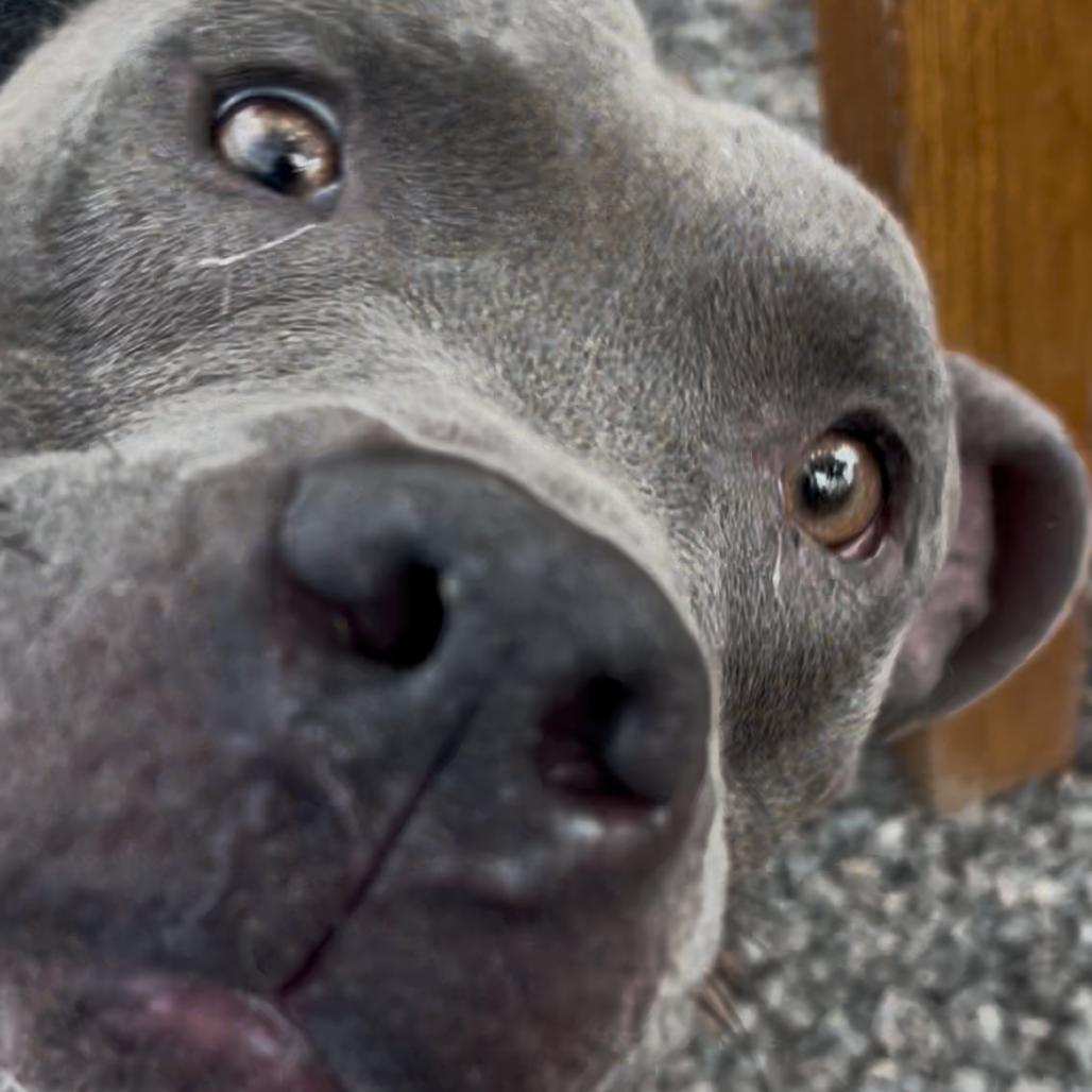 Enlarge Rubik's Cube, a Adoptable Pit Bull Terrier in York, PA image 2/6