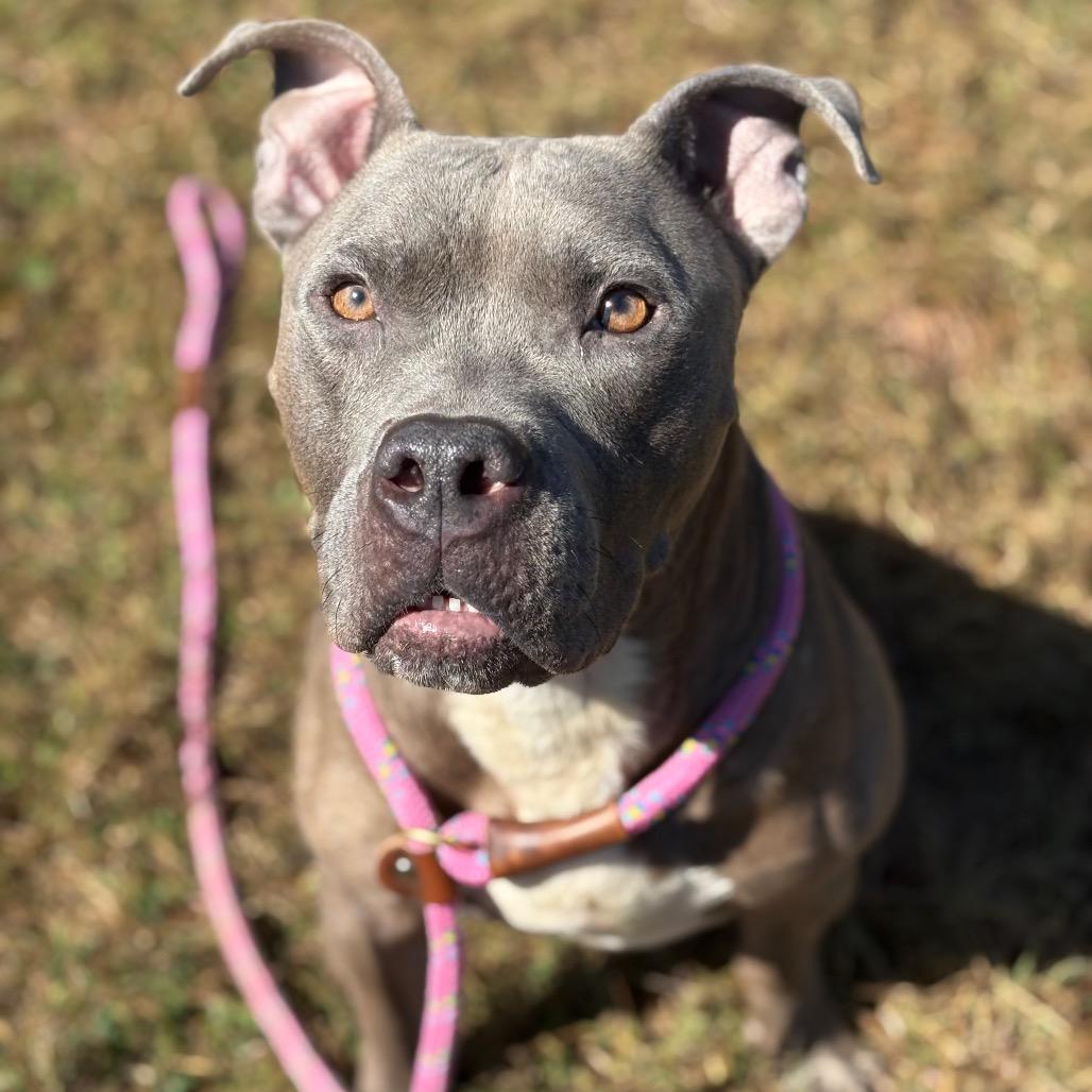 Enlarge Rubik's Cube, a Adoptable Pit Bull Terrier in York, PA image 3/6