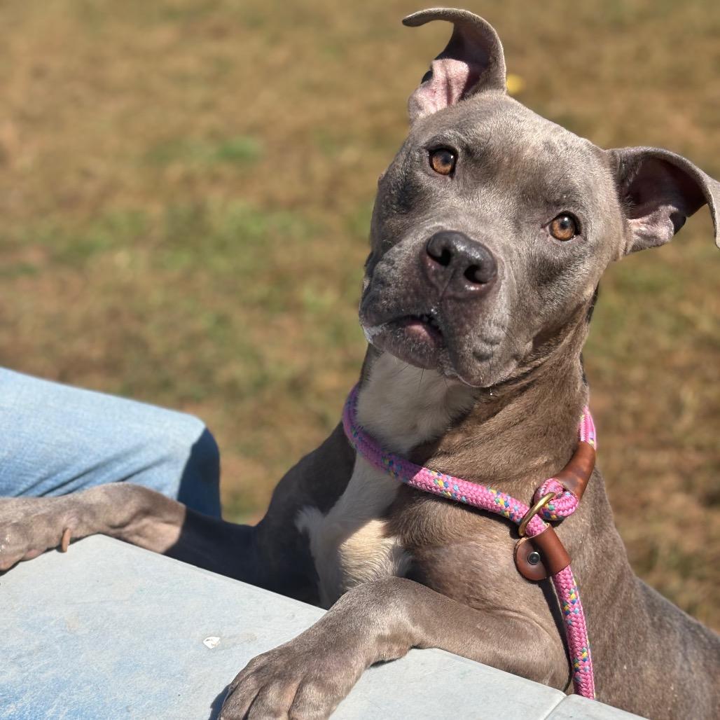 Enlarge Rubik's Cube, a Adoptable Pit Bull Terrier in York, PA image 4/6