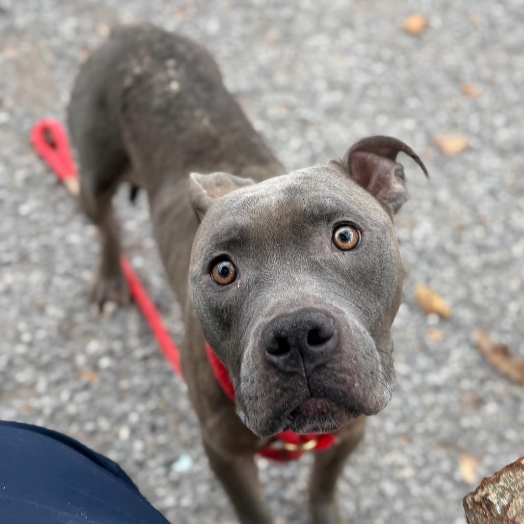 Enlarge Rubik's Cube, a Adoptable Pit Bull Terrier in York, PA image 5/6