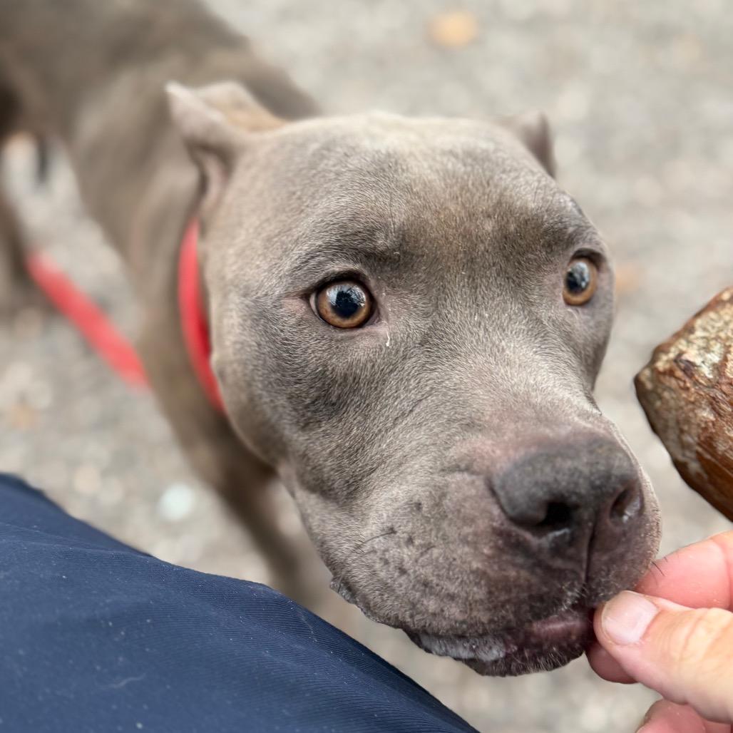 Enlarge Rubik's Cube, a Adoptable Pit Bull Terrier in York, PA image 6/6