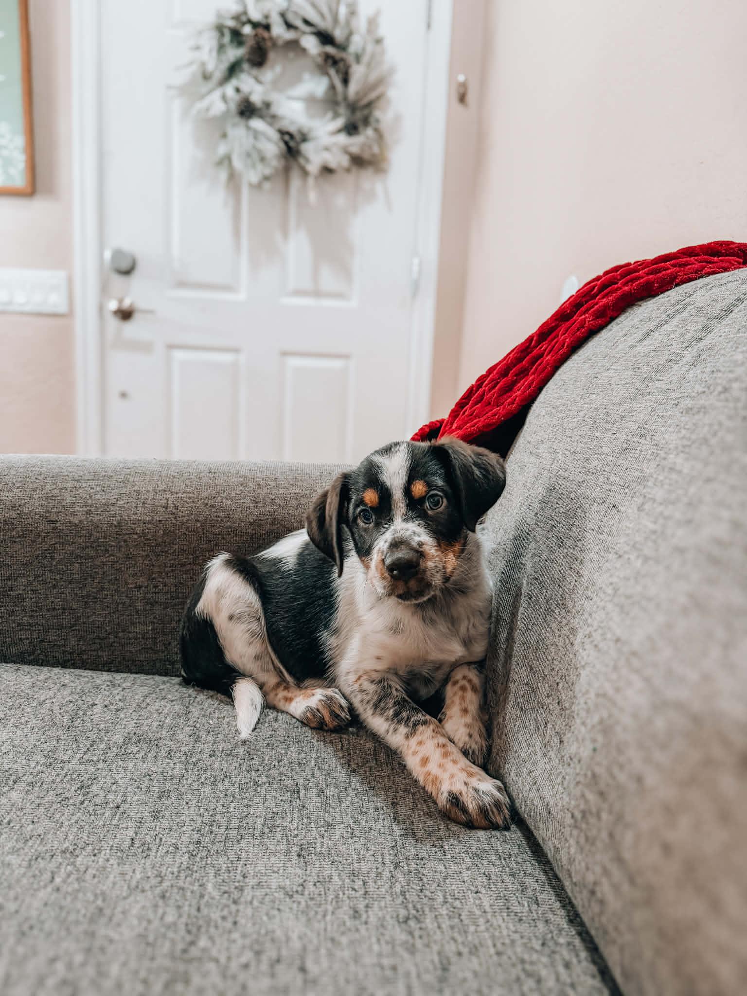 Cloudcroft, ADOPTABLE, Puppy Male Australian Cattle Dog / Blue Heeler.