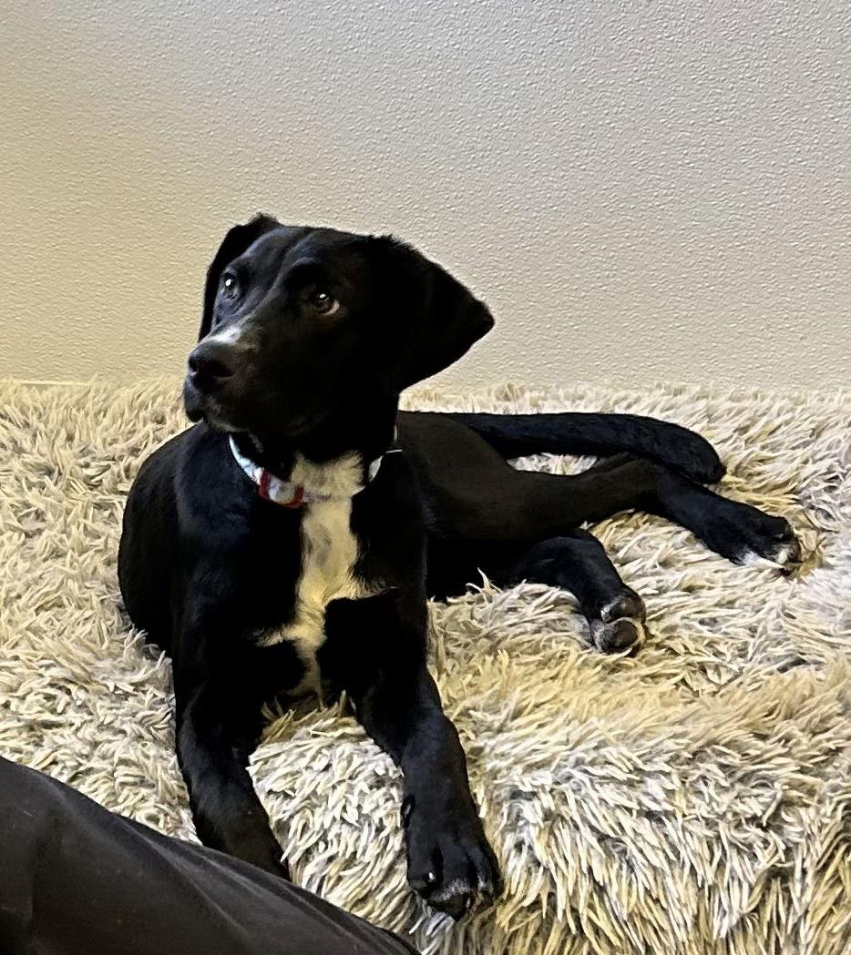 Enlarge Nickels, a Adoptable Labrador Retriever in Steeleville, IL image 1/3