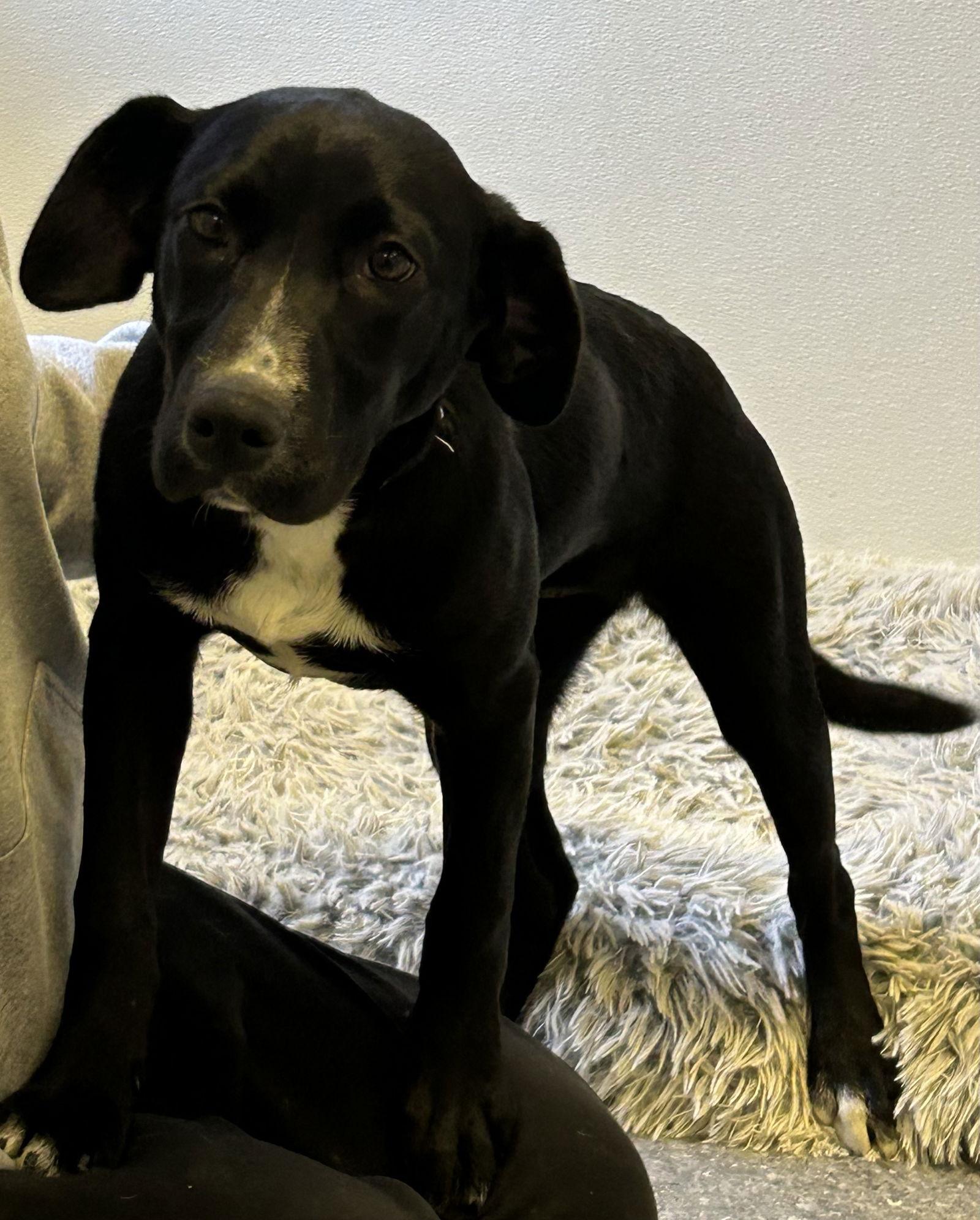 Enlarge Nickels, a Adoptable Labrador Retriever in Steeleville, IL image 2/3