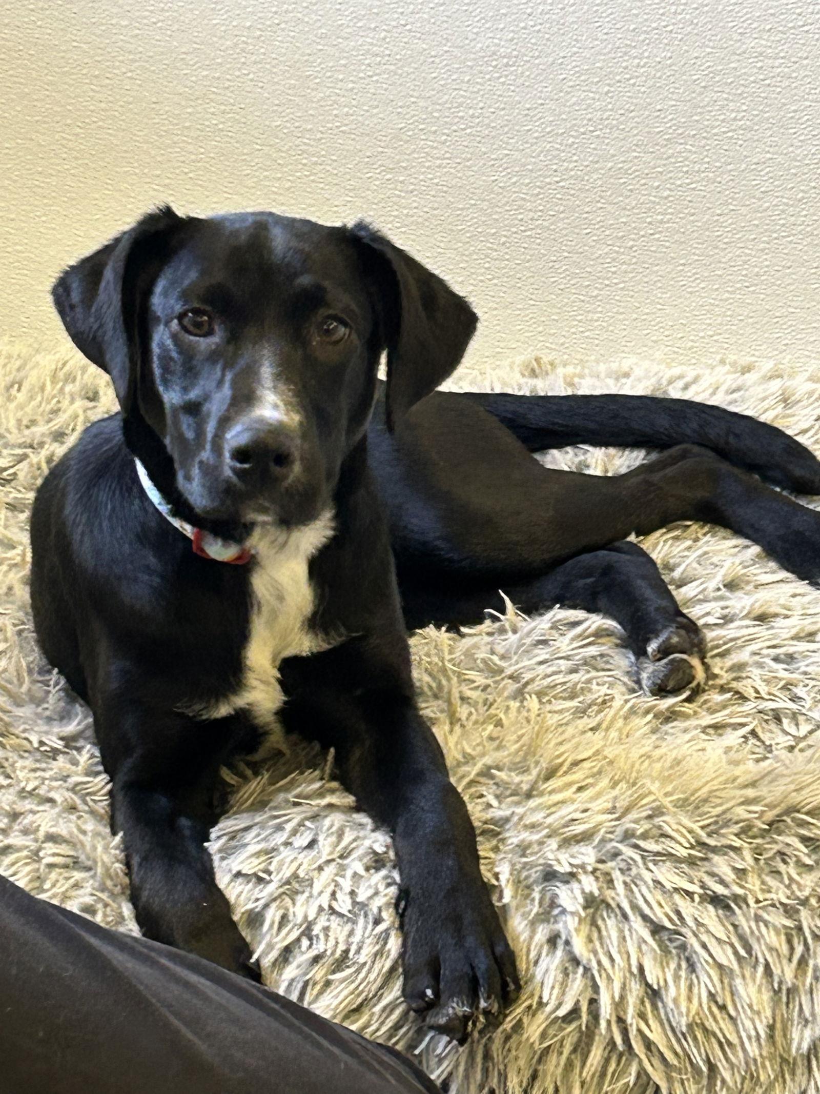 Enlarge Nickels, a Adoptable Labrador Retriever in Steeleville, IL image 3/3