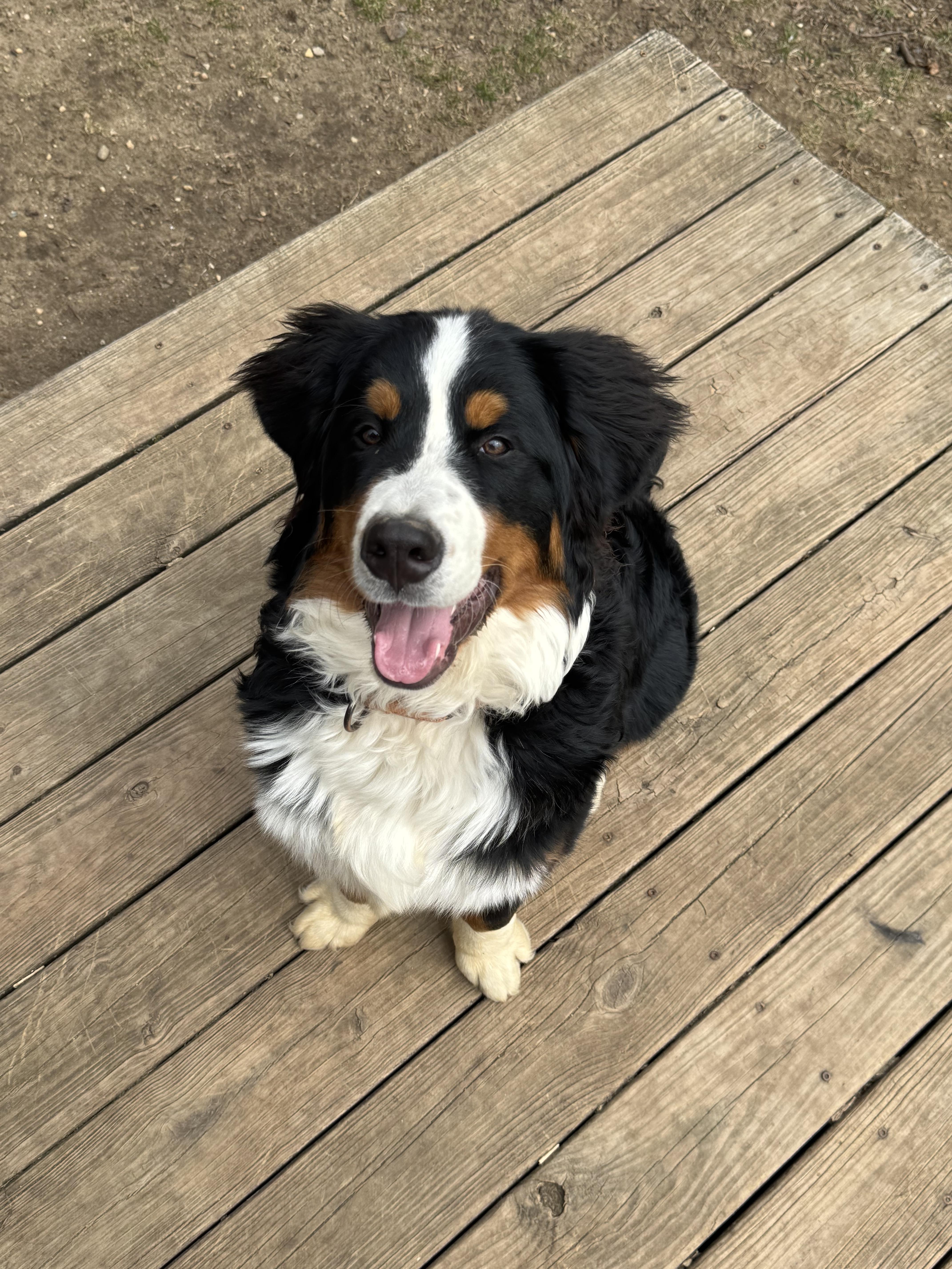 Brutus, an adopted Bernese Mountain Dog in Hartland, MI image 4/5