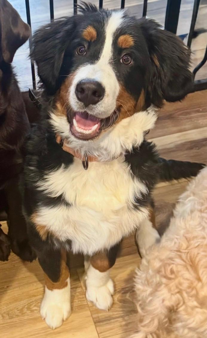 Brutus, adopted, Puppy Male Bernese Mountain Dog.