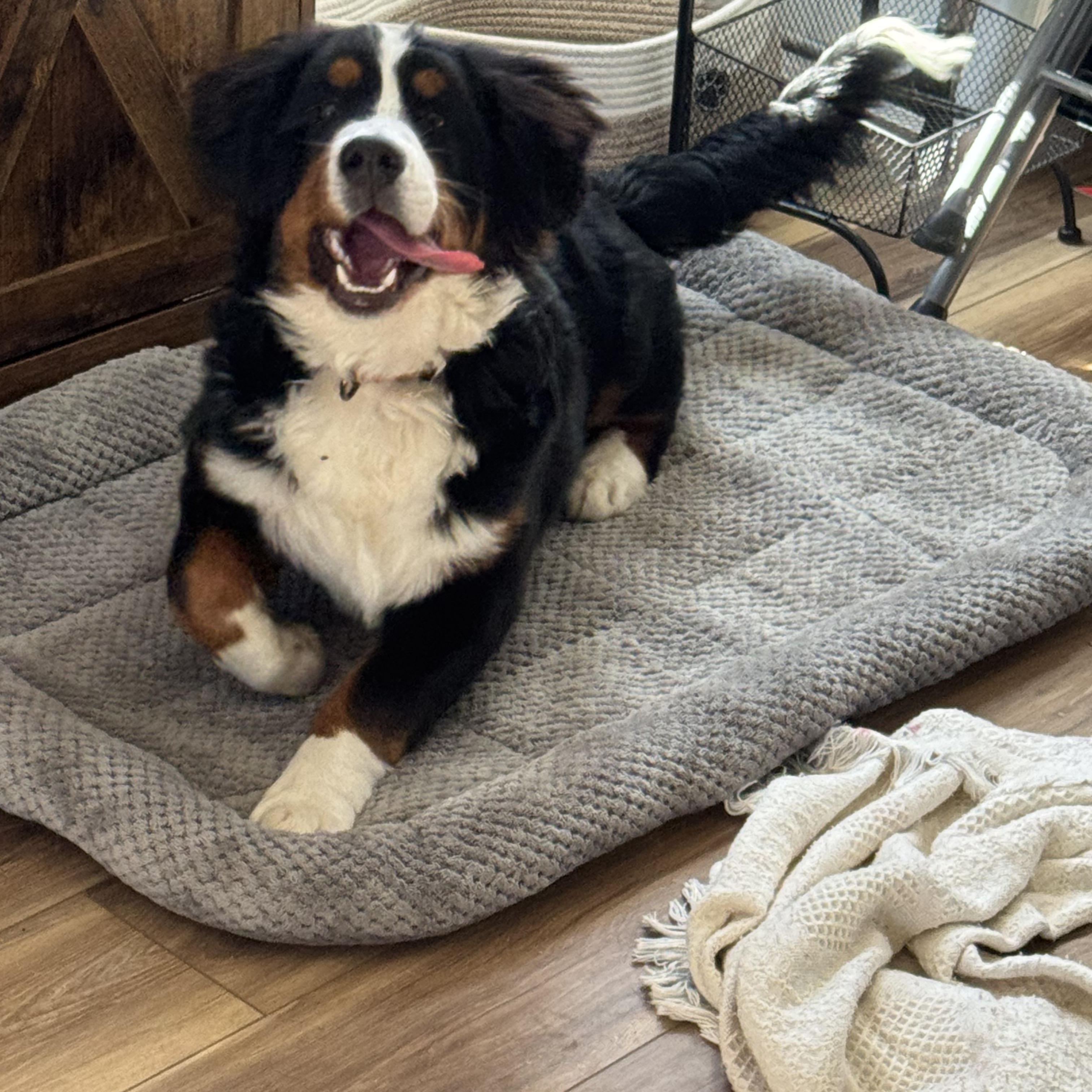 Brutus, an adopted Bernese Mountain Dog in Hartland, MI image 2/5