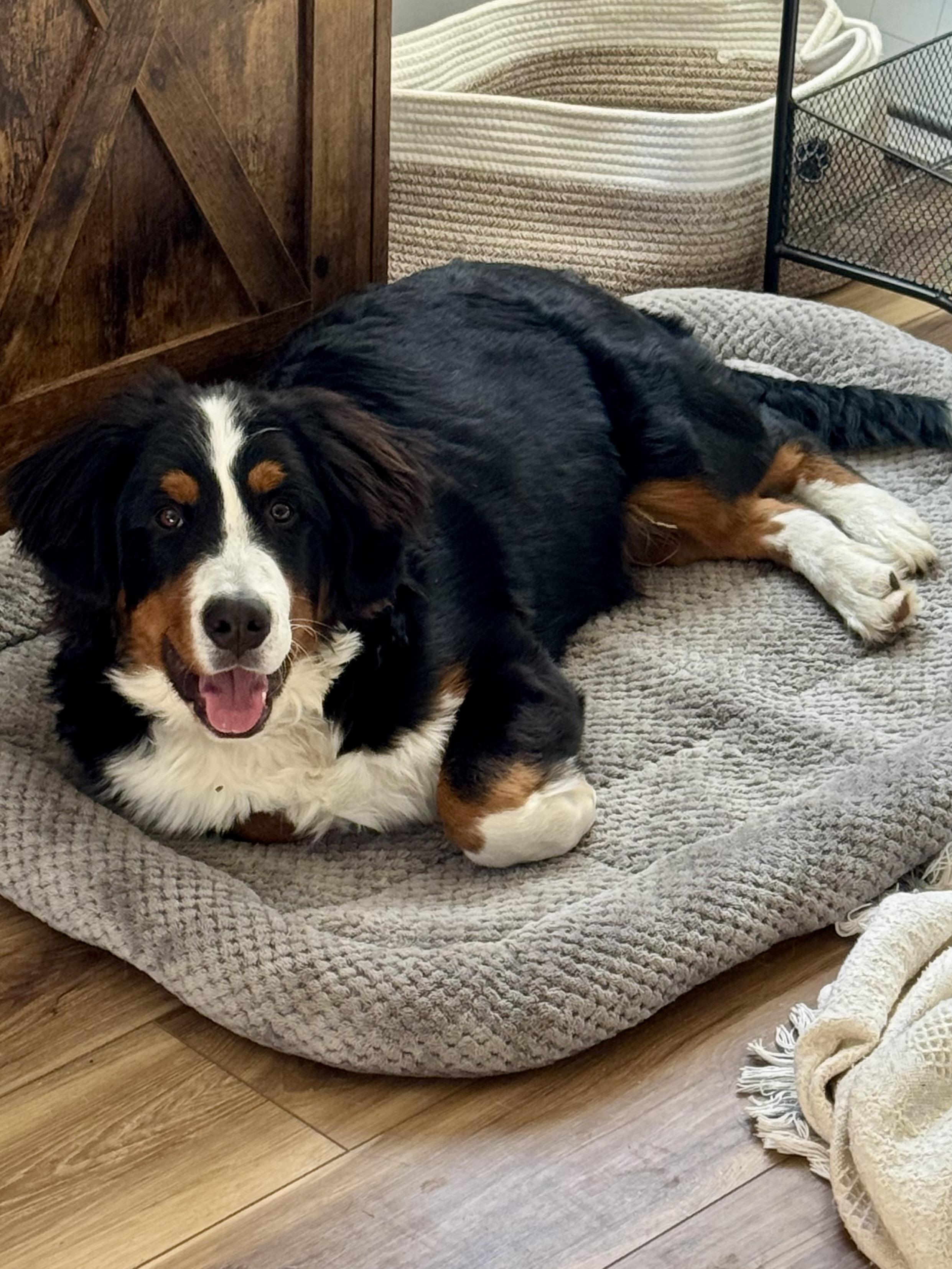 Brutus, an adopted Bernese Mountain Dog in Hartland, MI image 3/5