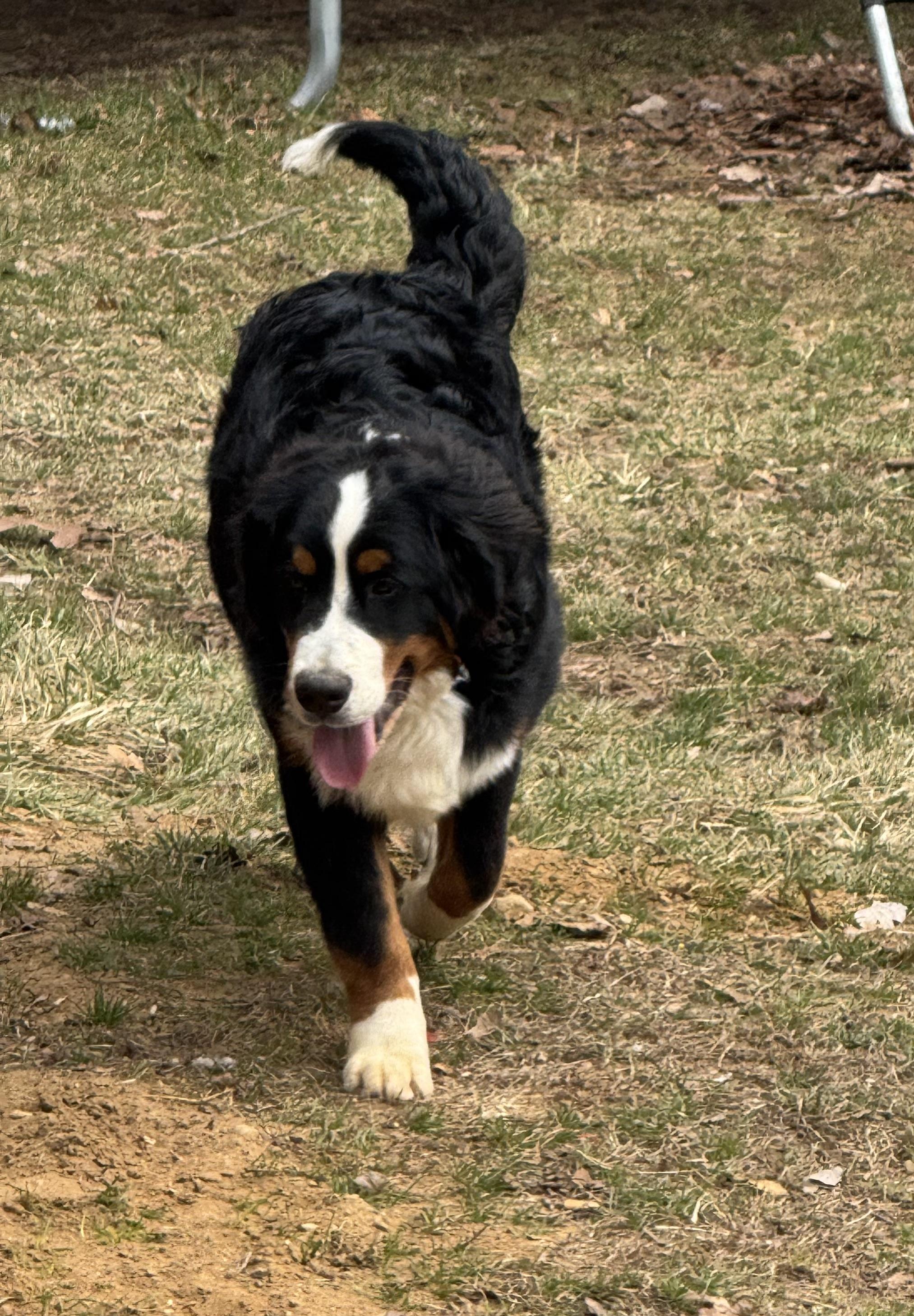 Brutus, an adopted Bernese Mountain Dog in Hartland, MI image 5/5