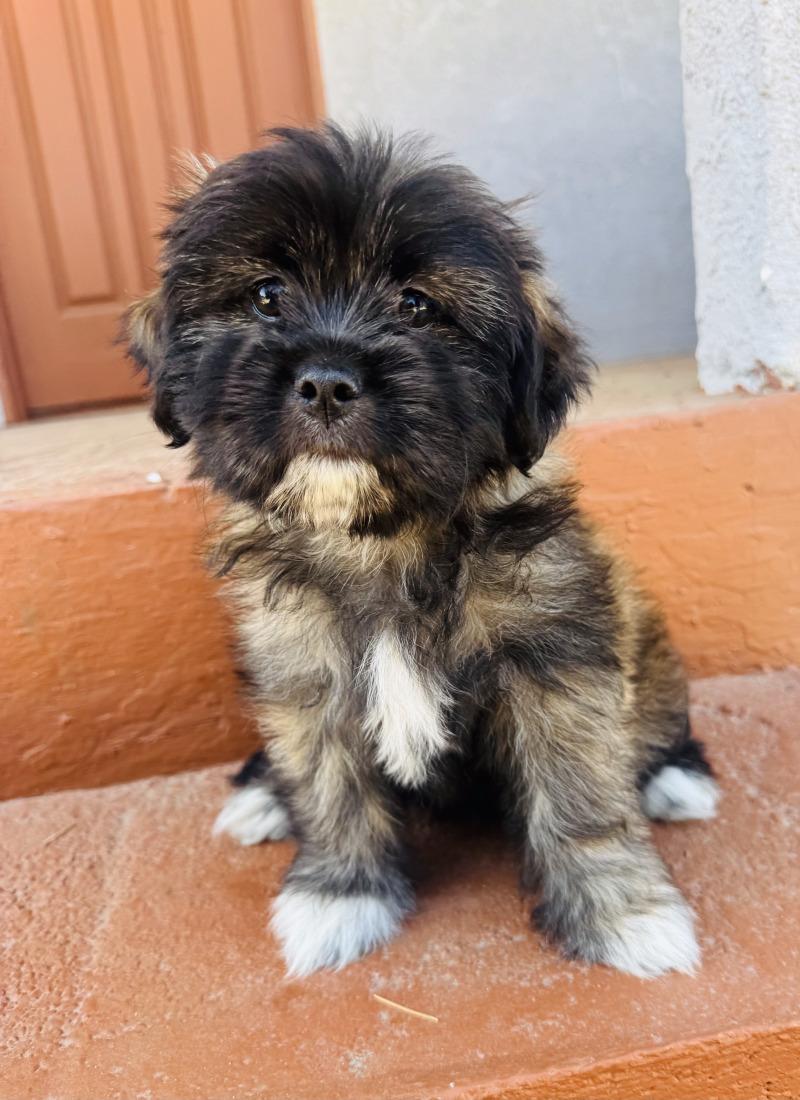 Jelly, Adoptable, Young Female Cairn Terrier & Maltese.