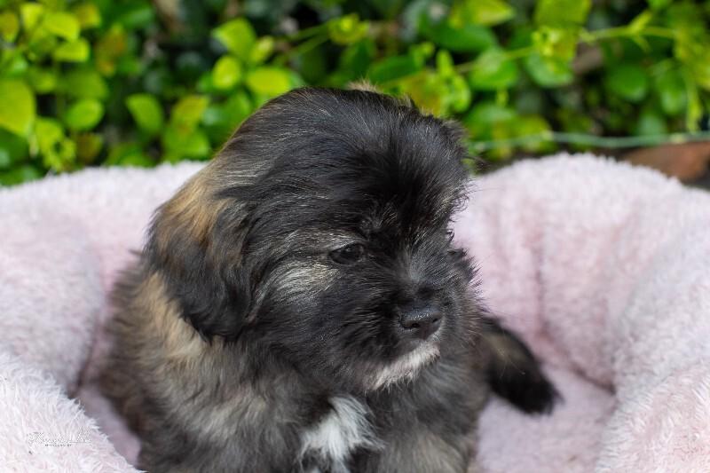 Enlarge Jelly, a Adoptable mixed breed in Valley Village, CA image 2/5