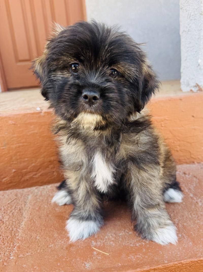 Enlarge Jelly, a Adoptable mixed breed in Valley Village, CA image 3/5