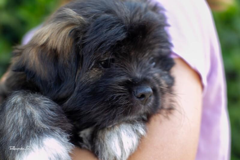 Enlarge Jelly, a Adoptable mixed breed in Valley Village, CA image 4/5