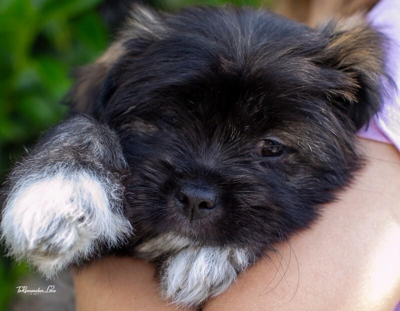 Enlarge Jelly, a Adoptable mixed breed in Valley Village, CA image 5/5