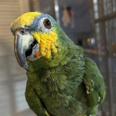 Paul, Adoptable, Senior Male Amazon.