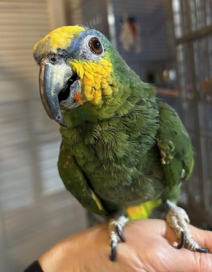 Enlarge Paul, a Adoptable Amazon in Jacksonville, FL image 2/2