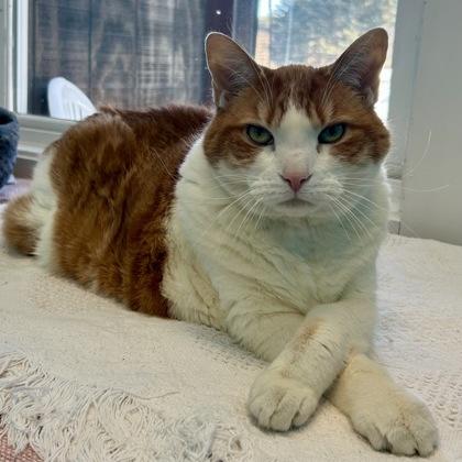 Maverick, Adoptable, Senior Male Domestic Short Hair & Domestic Short Hair.