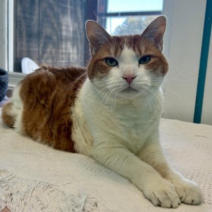 Maverick, Adoptable, Senior Male Domestic Short Hair & Domestic Short Hair.