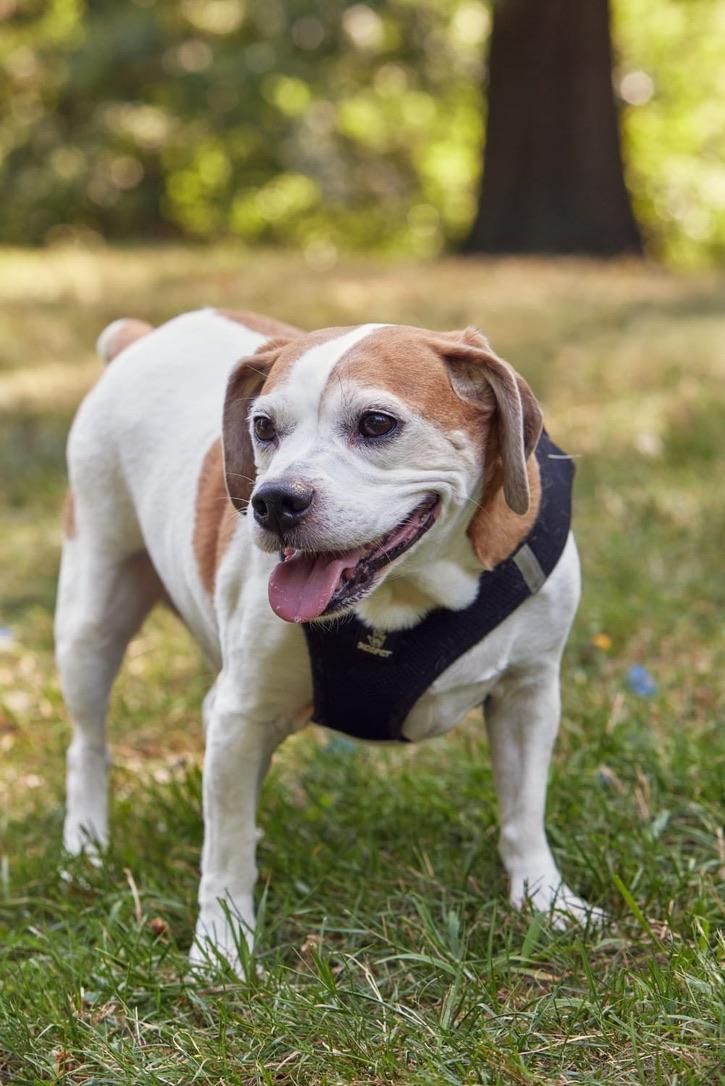 Kilo, a Adoptable Beagle in New York, NY image 4/6