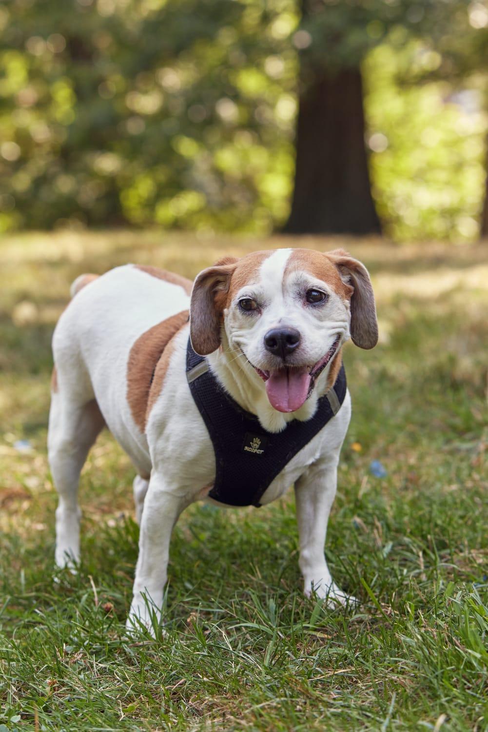 Kilo, a Adoptable Beagle in New York, NY image 3/6