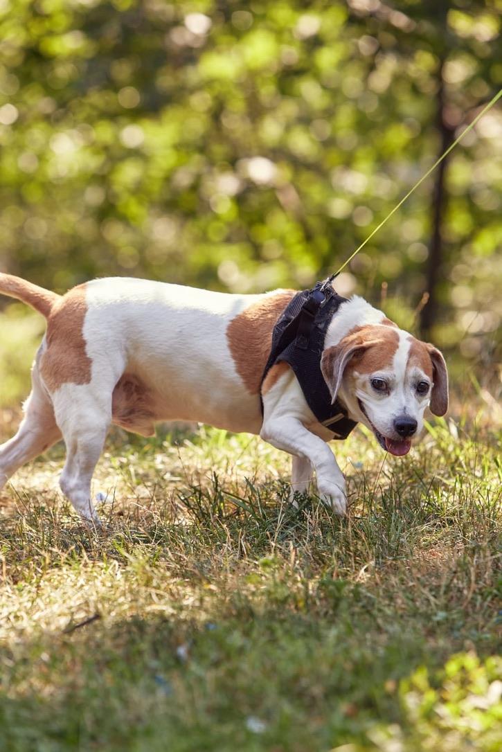 Kilo, a Adoptable Beagle in New York, NY image 6/6