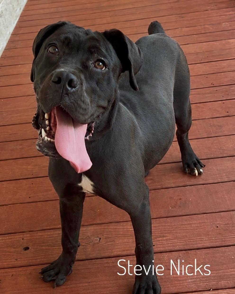 Stevie Nicks, adopted, Young Female Cane Corso.
