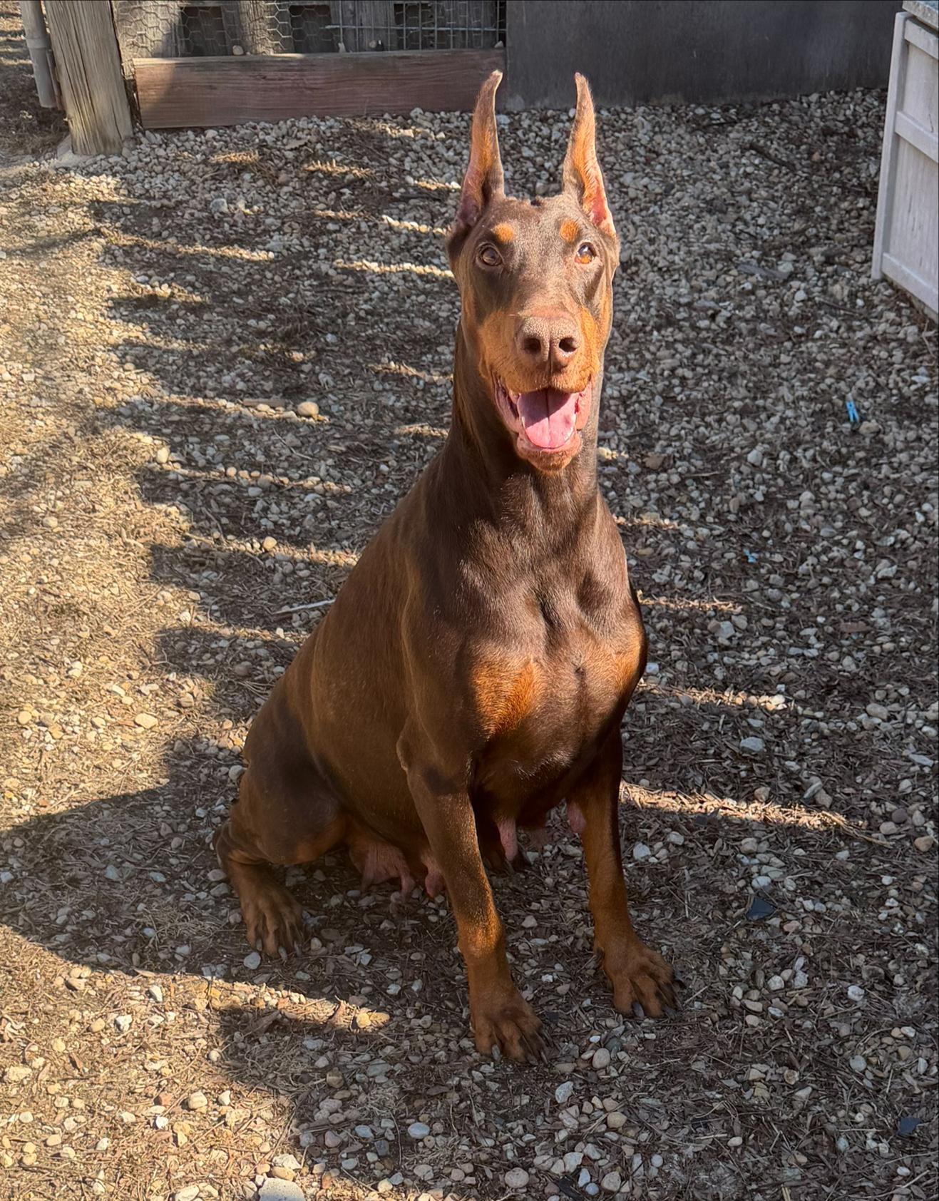 Fia, ADOPTABLE, Adult Female Doberman Pinscher.