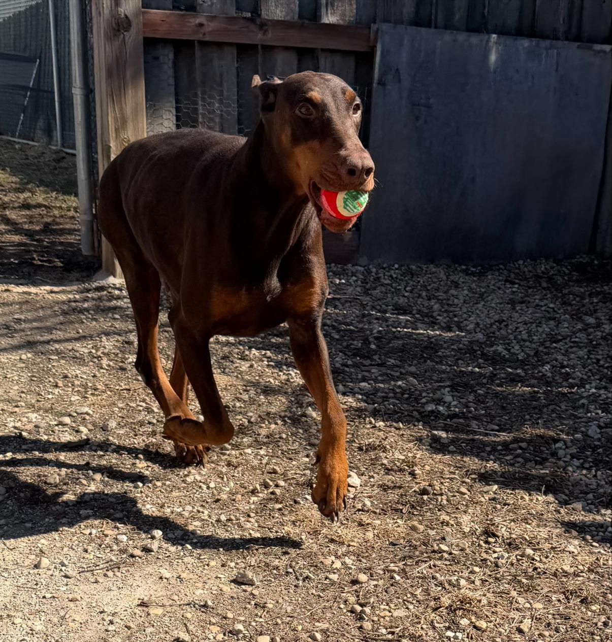 Enlarge Fia, a ADOPTABLE Doberman Pinscher in Yorkville, IL image 2/3