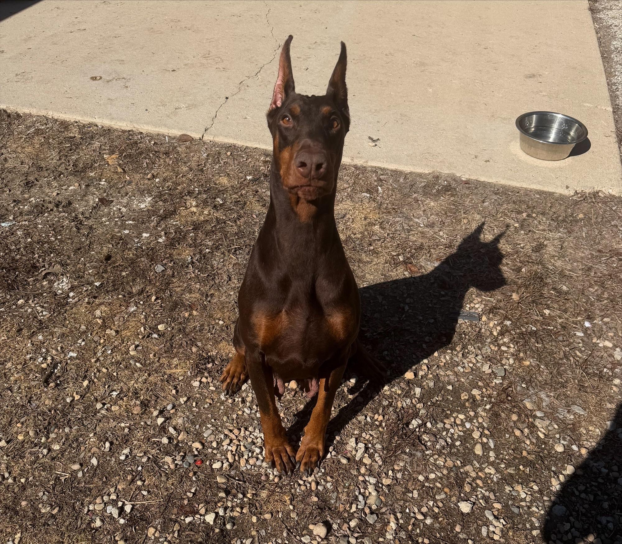 Enlarge Fia, a ADOPTABLE Doberman Pinscher in Yorkville, IL image 3/3