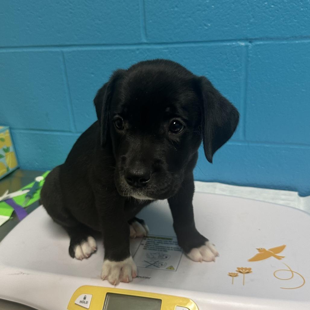 Dill, Adoptable, Puppy Male Black Labrador Retriever & Mixed Breed.