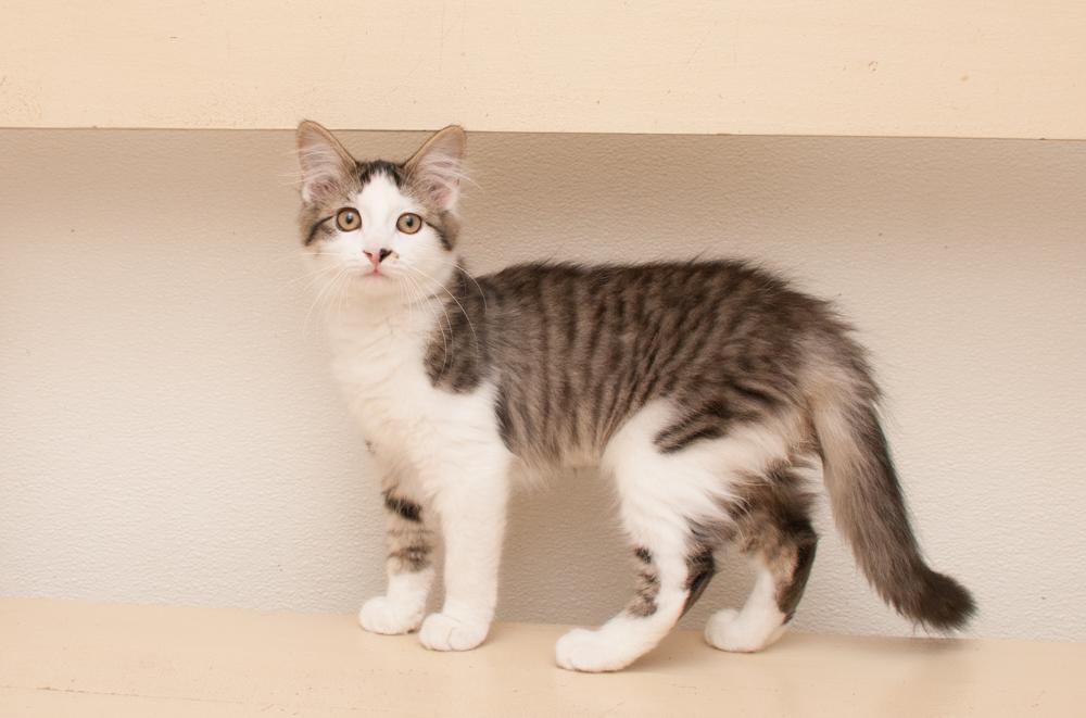 Rogue (gets adopted with Rebel)