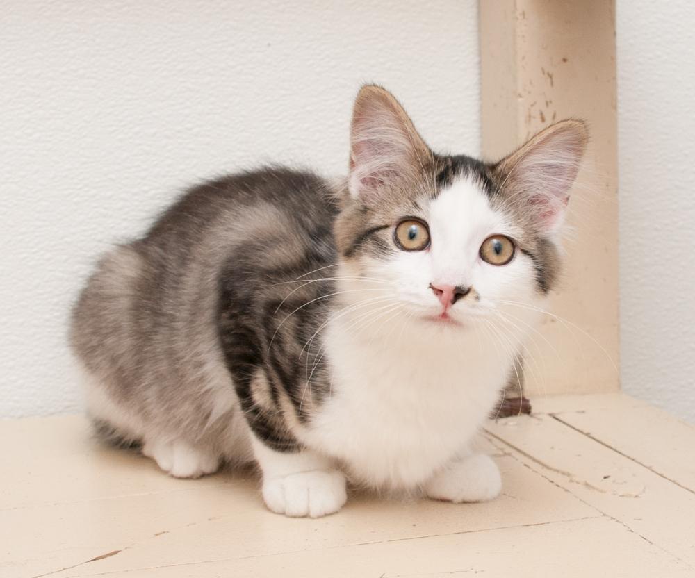 Rogue (gets adopted with Rebel)