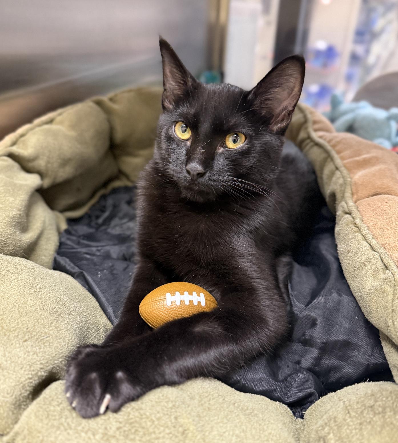 Enlarge Binx the Cat, a Adopted Domestic Short Hair in Frisco, TX image 1/3