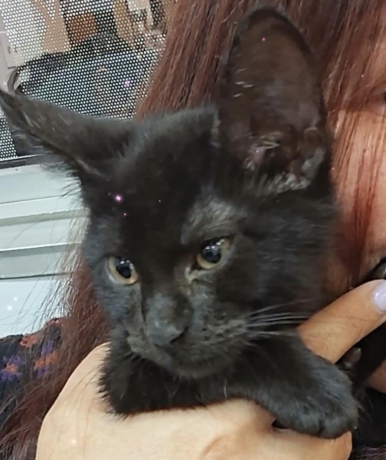 Enlarge Binx the Cat, a Adopted Domestic Short Hair in Frisco, TX image 3/3