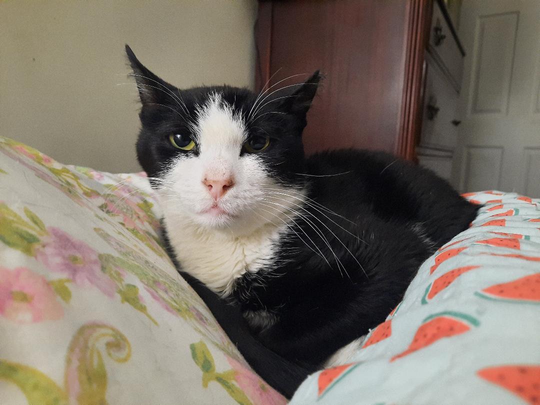 Zeke (Special Soul Needed), Adoptable, Adult Male Domestic Short Hair.