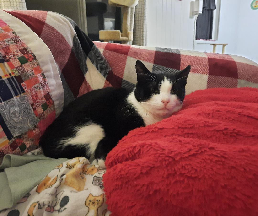 Zeke (Special Soul Needed), a Adoptable Domestic Short Hair in Harrisburg, PA image 2/3