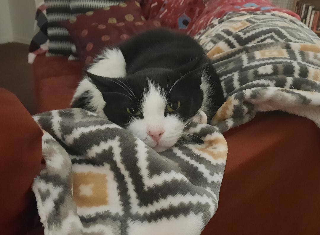 Zeke (Special Soul Needed), a Adoptable Domestic Short Hair in Harrisburg, PA image 3/3