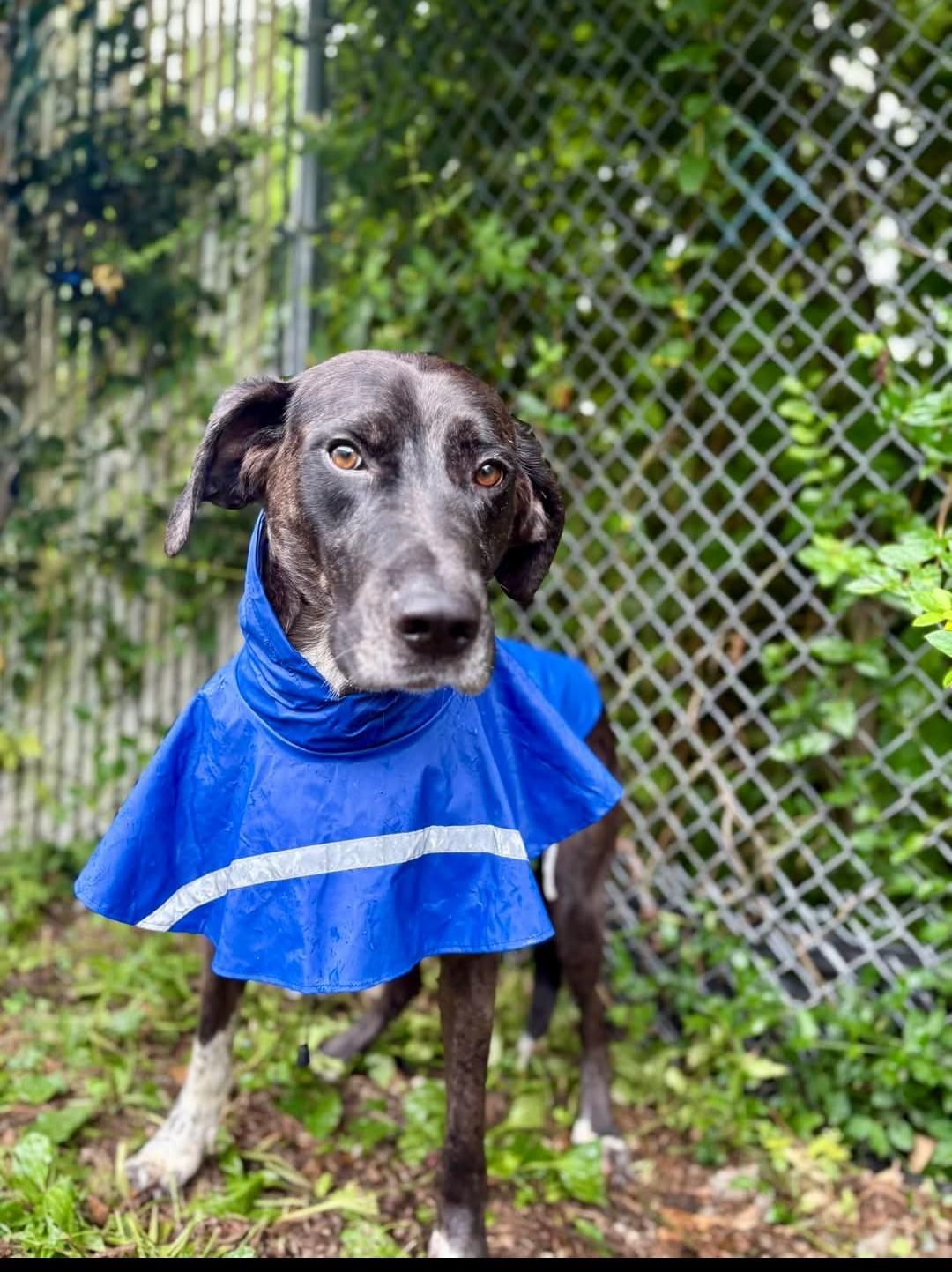 Hank, a Adoptable Catahoula Leopard Dog in Berea, KY image 2/2