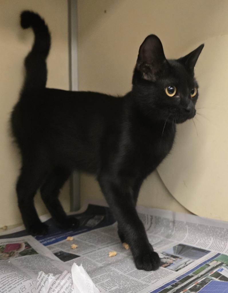 Enlarge Bella, a Adoptable Domestic Short Hair in Humble, TX image 1/1