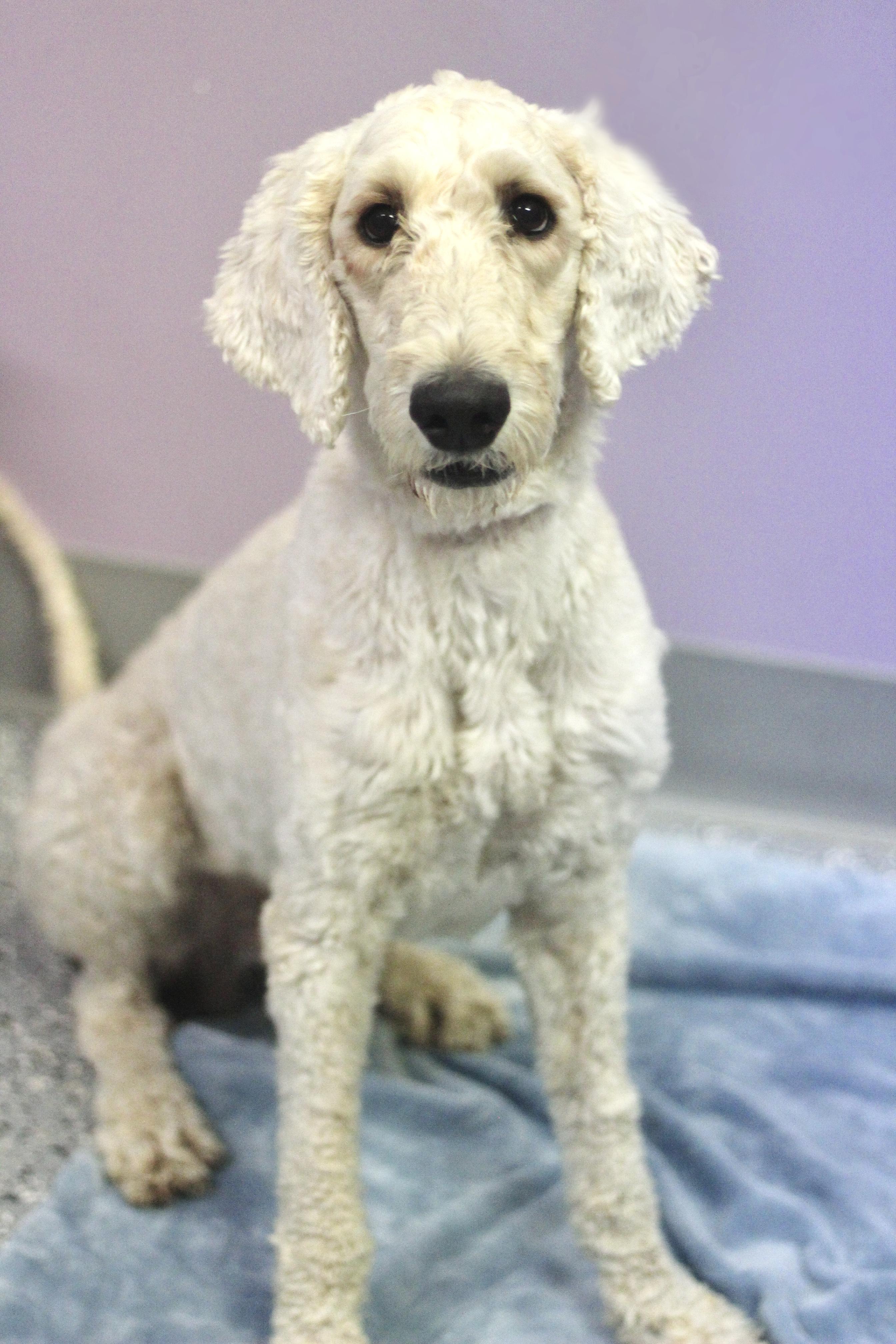 Enlarge Job in NH. Come Meet our Adoptable Dogs Wednesday-Saturday. More info in Bio, a ADOPTABLE mixed breed in Manchester, NH image 1/1