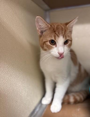 Enlarge Johnny , a ADOPTABLE Domestic Short Hair in thomson, GA image 1/1