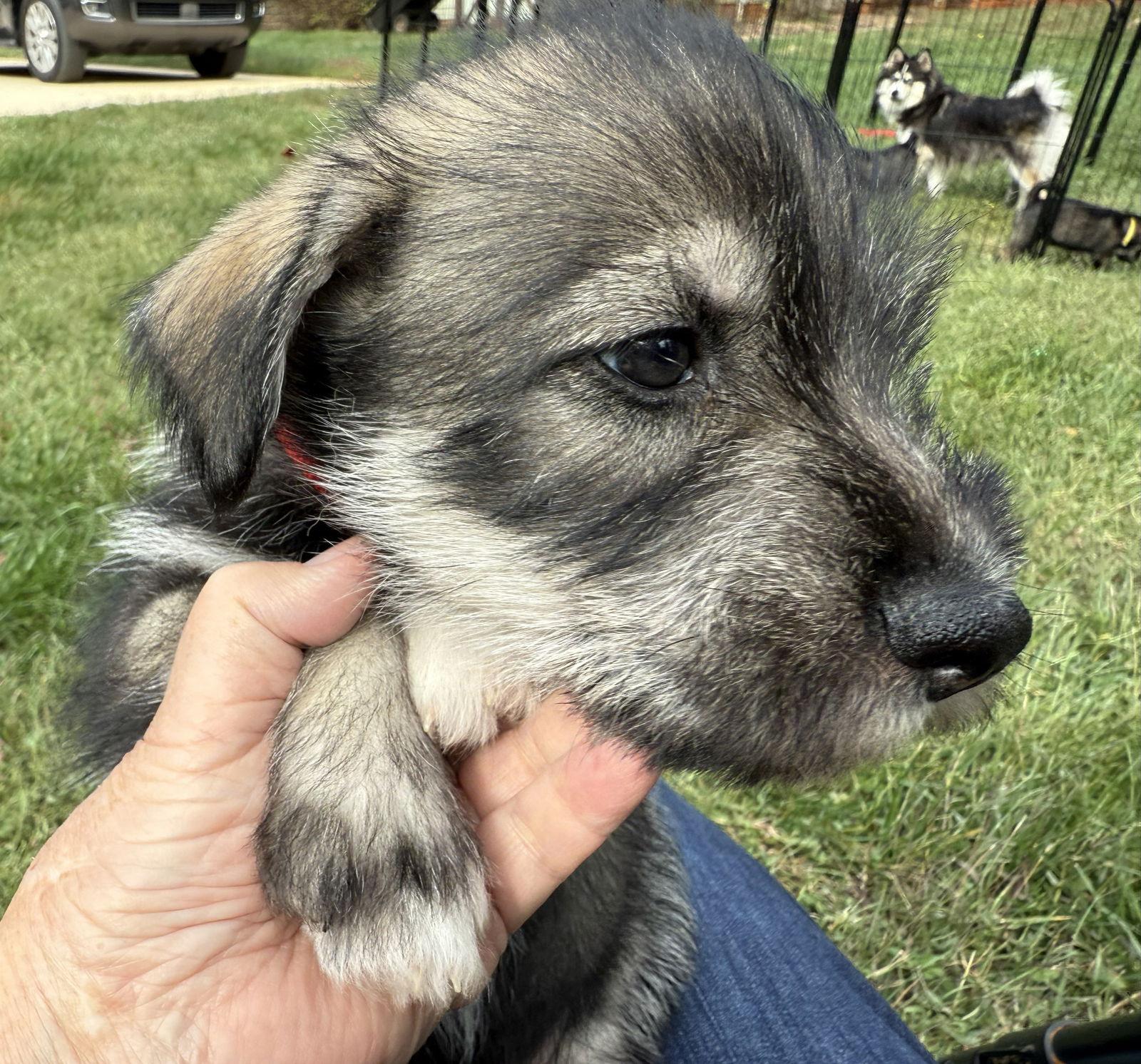 LUNA (OPSRC3612) in NORTH CAROLINA, a Adoptable mixed breed in Lenoir, NC image 1/3