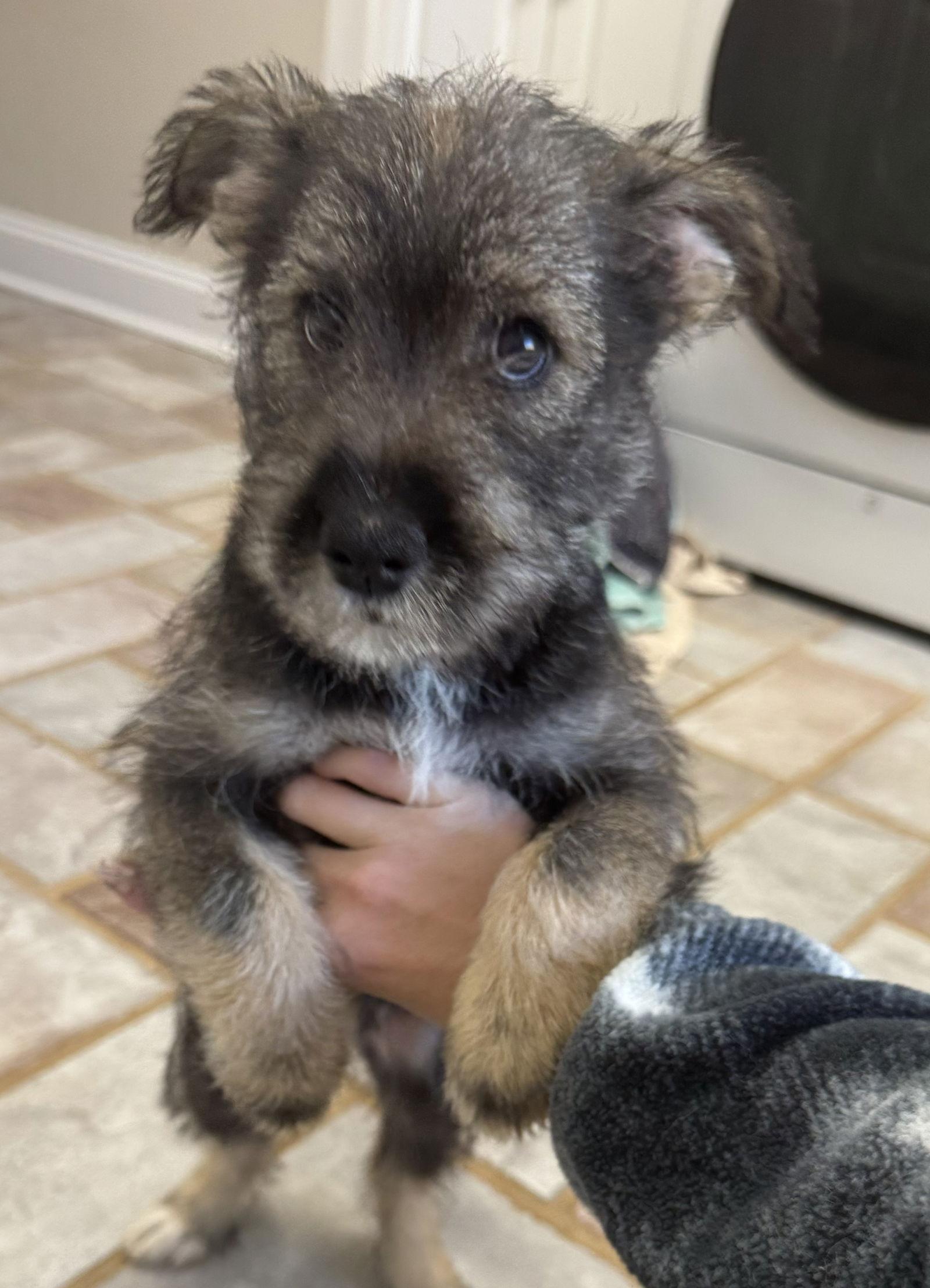 LUNA (OPSRC3612) in NORTH CAROLINA, a Adoptable mixed breed in Lenoir, NC image 2/3