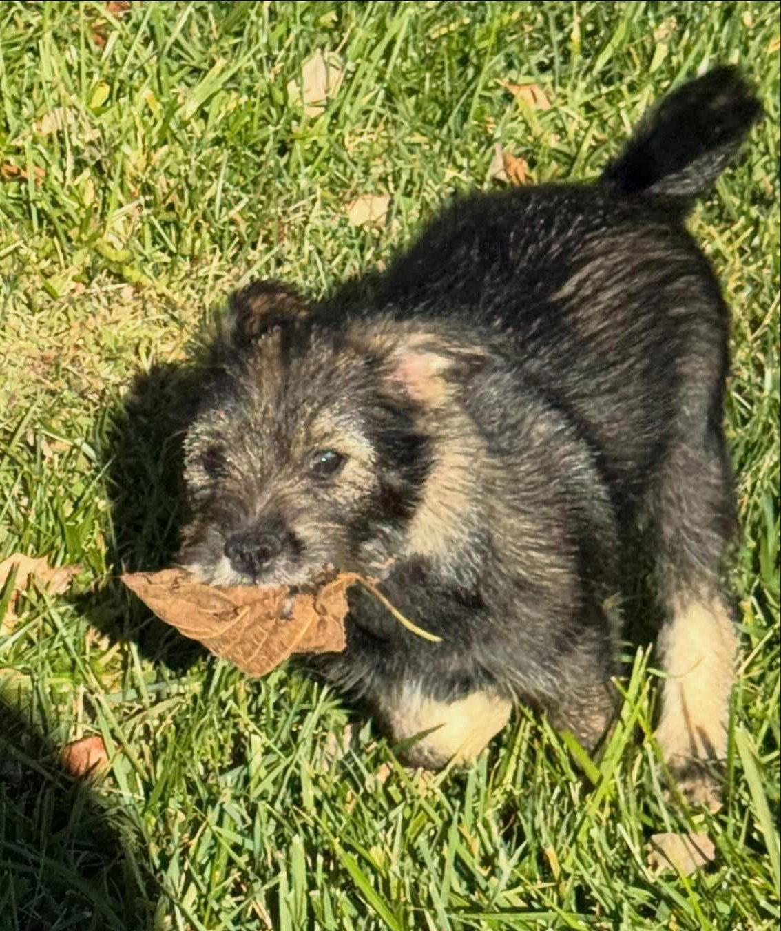 LUNA (OPSRC3612) in NORTH CAROLINA, a Adoptable mixed breed in Lenoir, NC image 3/3