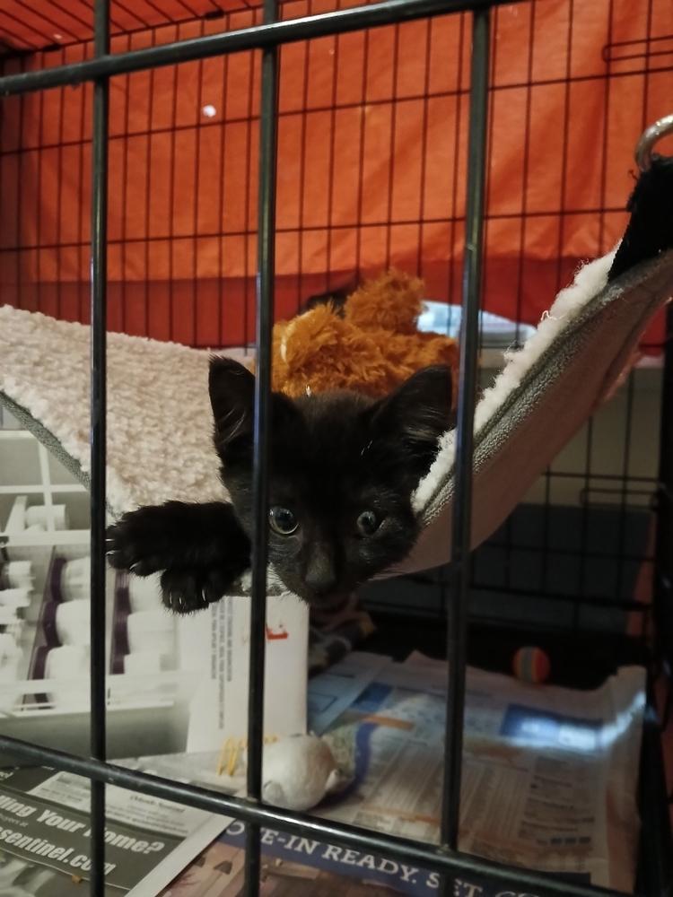 Genevieve 2 — thumbnail 2