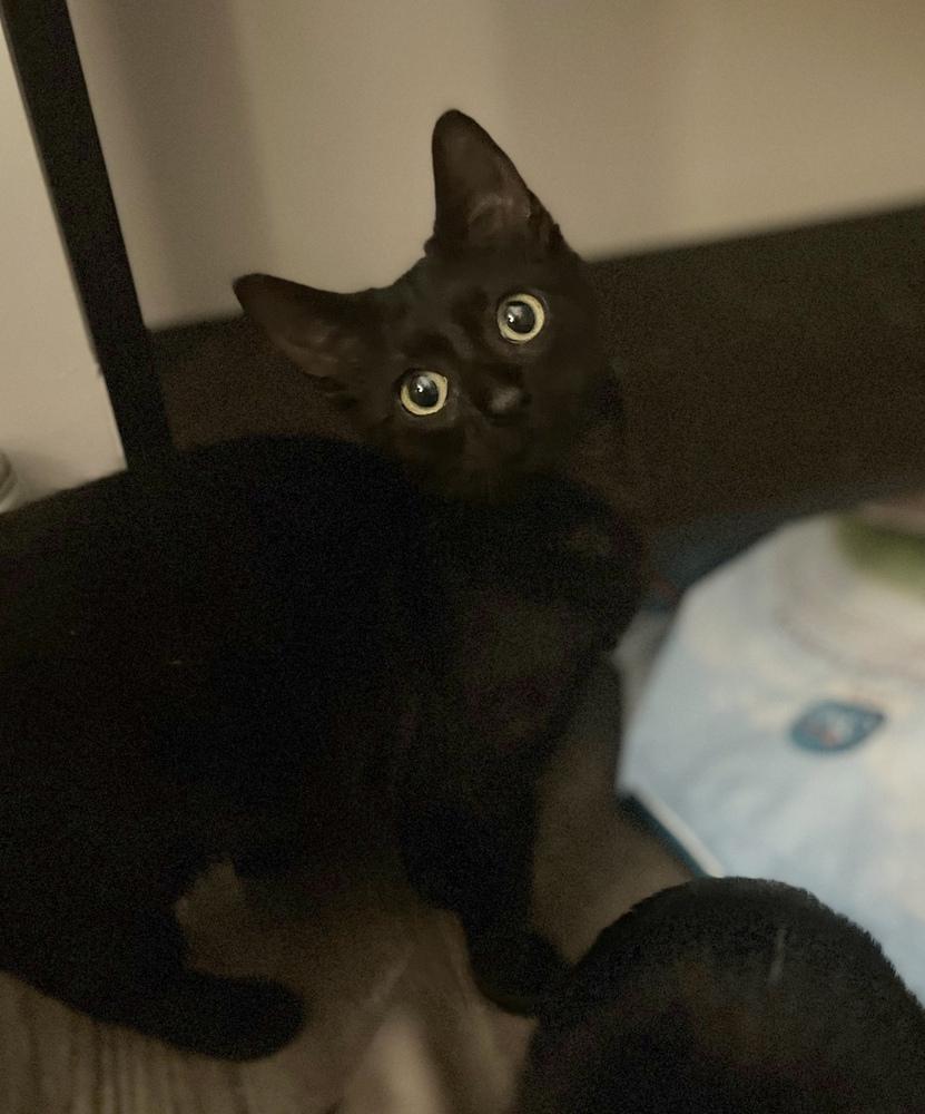 Genevieve 2 — thumbnail 3