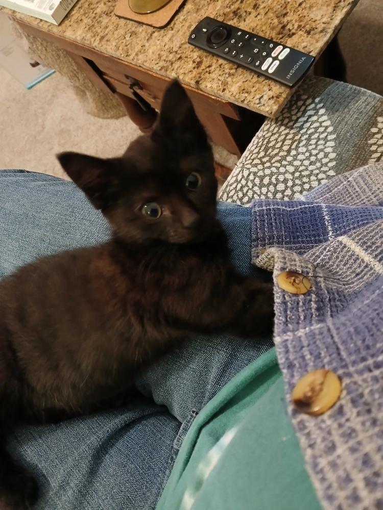 Genevieve 2 — thumbnail 4