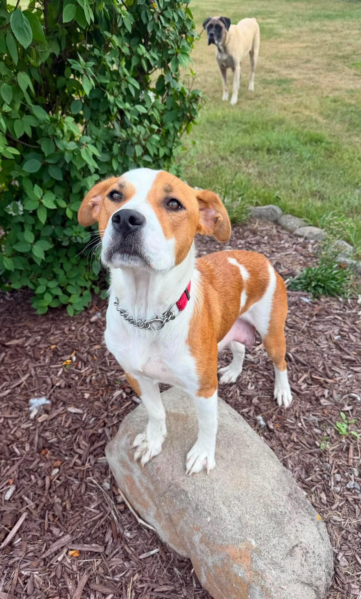 Mama Nova Sky, Adoptable, Young Female Labrador Retriever & Pit Bull Terrier.